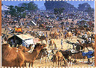 Camel Fair, Pushkar Travel Guide