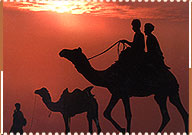 Camel Safari, Jodhpur Travel Guide