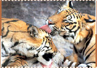 Tiger, Kanha  National Park