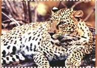 Leopard, Darrah Wildlife Sanctuary