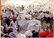 Nagaur Festival, Rajasthan Travel Guide