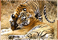Tiger, Ranthambore  National Park