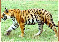 Tiger, Kanha National Park