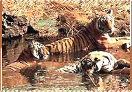 Tiger, Ranthambore Wildlife Sanctuary