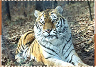 Tiger, Ranthambore National Park