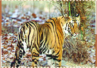 Tiger, Sariska Wildlife Sanctuary