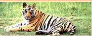 Rajasthan Wildlife Sanctuary
