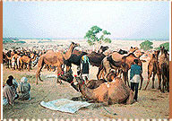 Camel Fair, Pushkar Travel Guide