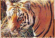 Tiger, Corbett National Park
