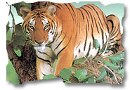 Rajasthan Wildlife Sanctuaries